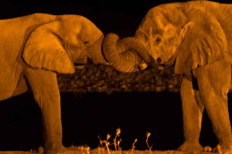 96 - Namibia - elefantes - imagen nocturna - Okaukuejo - parque nacional de Etosha
